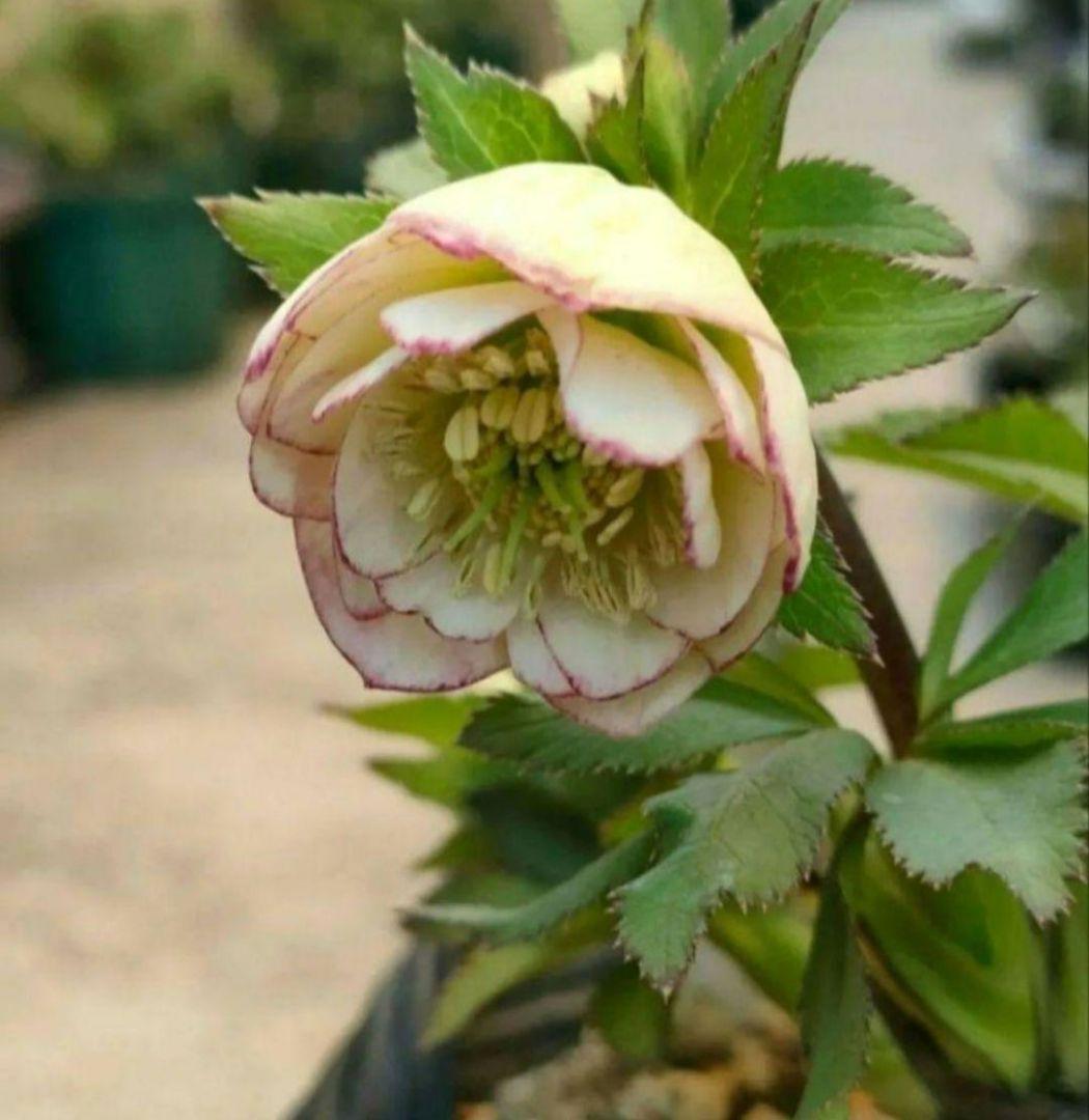 クリスマスローズ　苗