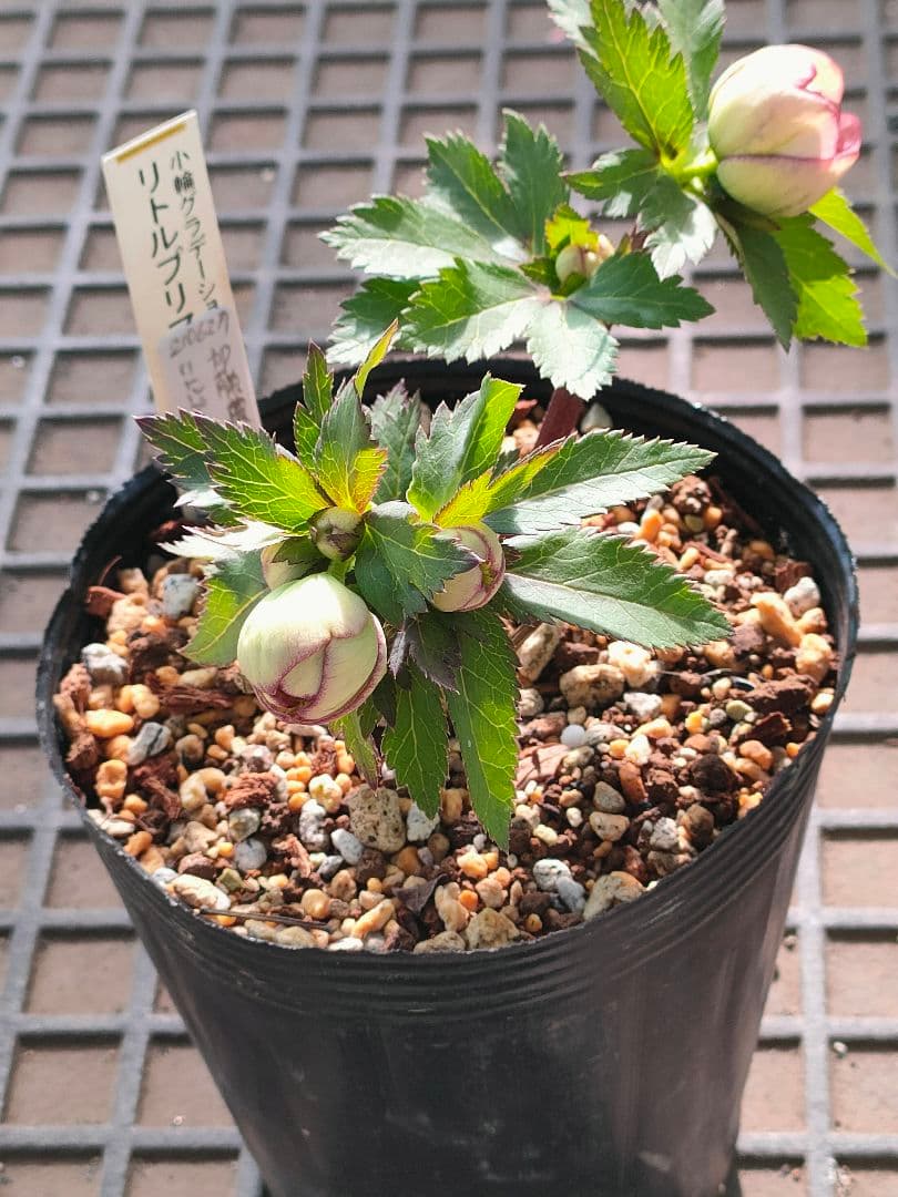 クリスマスローズ　苗