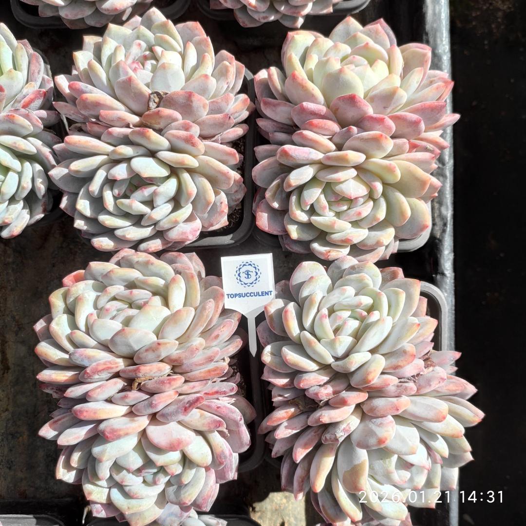 Top【選抜株】多肉植物　22317ムーン　ナイト 綴化 18個　鉢無し/脱土