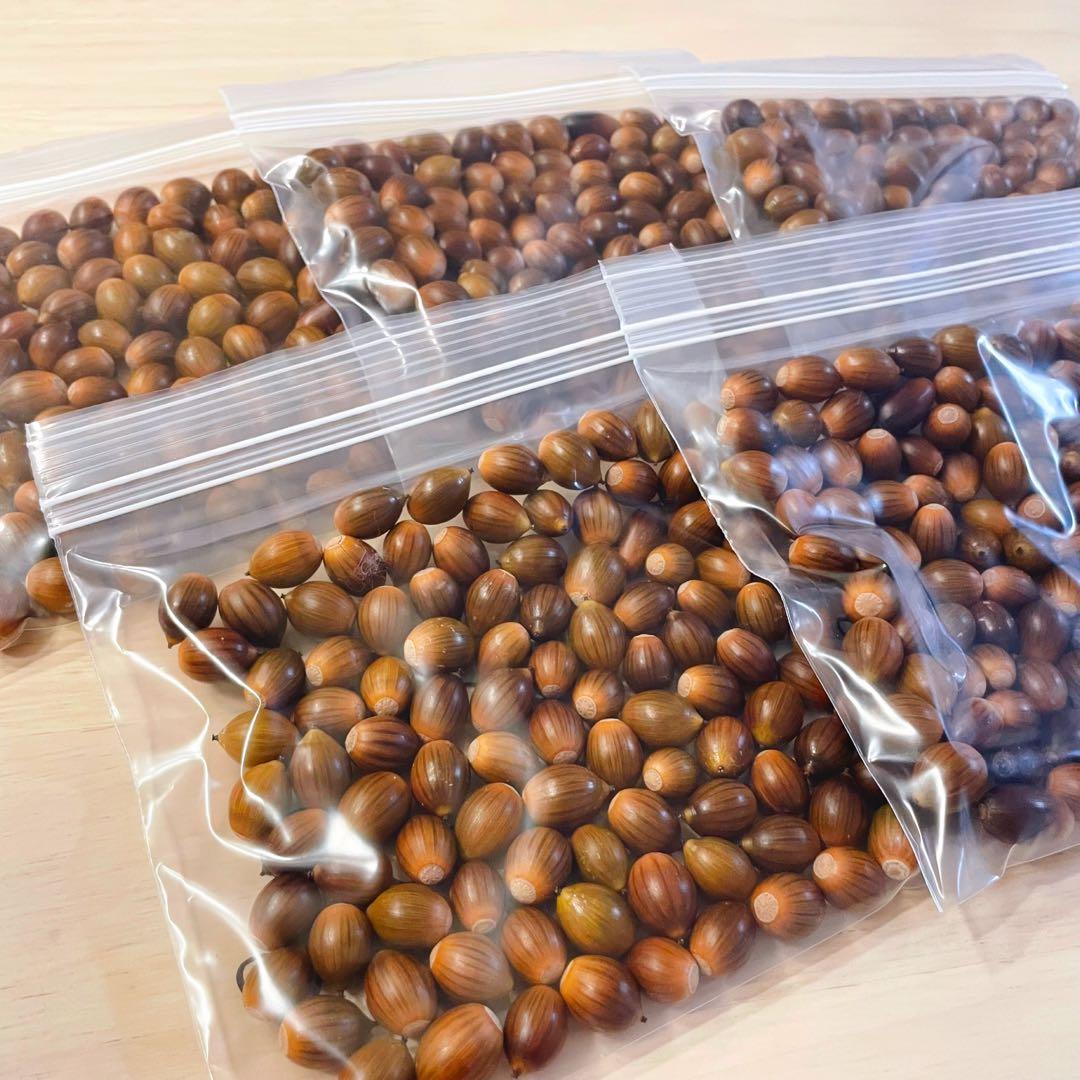 どんぐり 5000個 1月採取 水洗い 煮沸処理 陰干し 砲弾型 磨き 即日発送