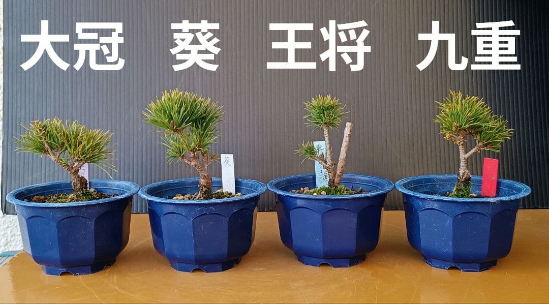 八房五葉松セット 10鉢