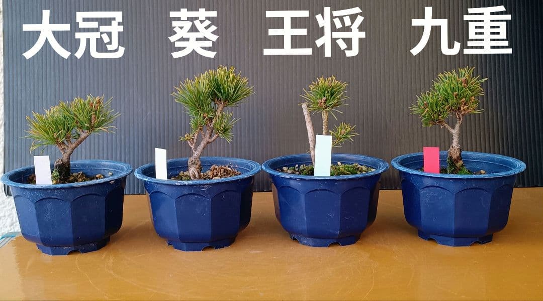 八房五葉松セット 10鉢