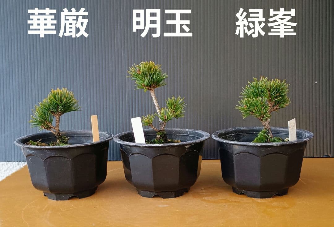 八房五葉松セット 10鉢