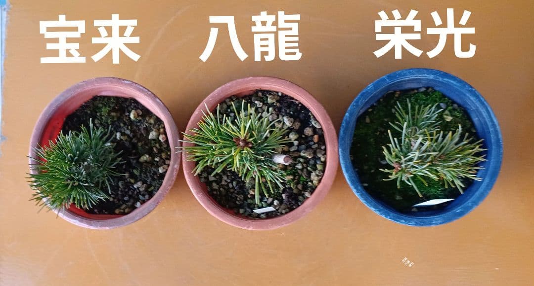 八房五葉松セット 10鉢