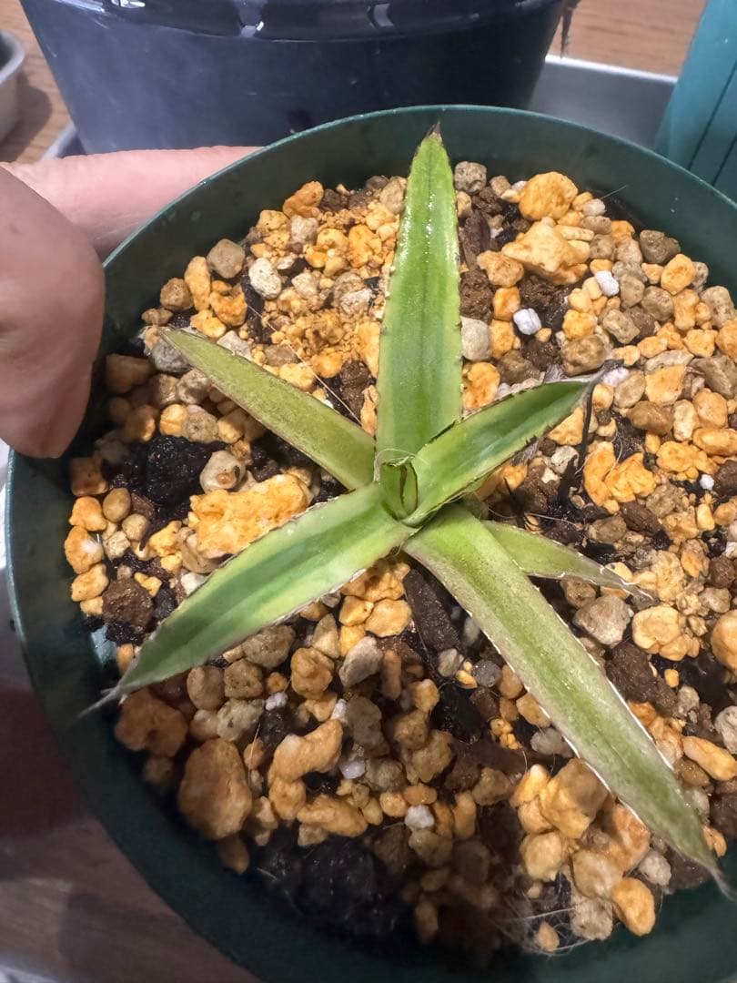 Agave victoriae-reginae 「special」 235