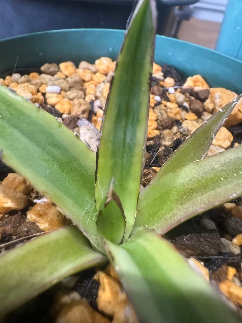 Agave victoriae-reginae 「special」 235