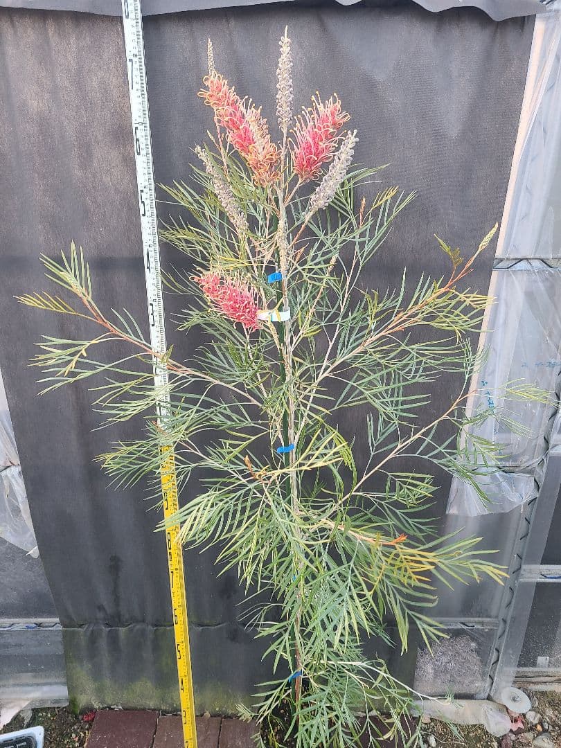 【花芽付き・大株】グレビレア ピンクサプライズ 7号鉢 高さ約180cm 希少