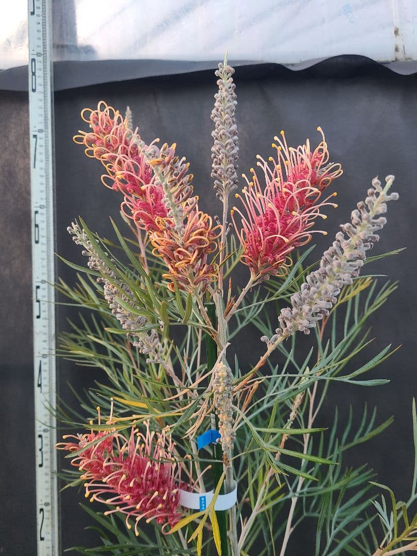 【花芽付き・大株】グレビレア ピンクサプライズ 7号鉢 高さ約180cm 希少