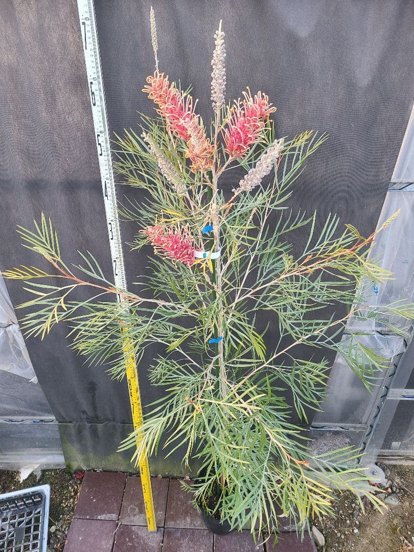 【花芽付き・大株】グレビレア ピンクサプライズ 7号鉢 高さ約180cm 希少