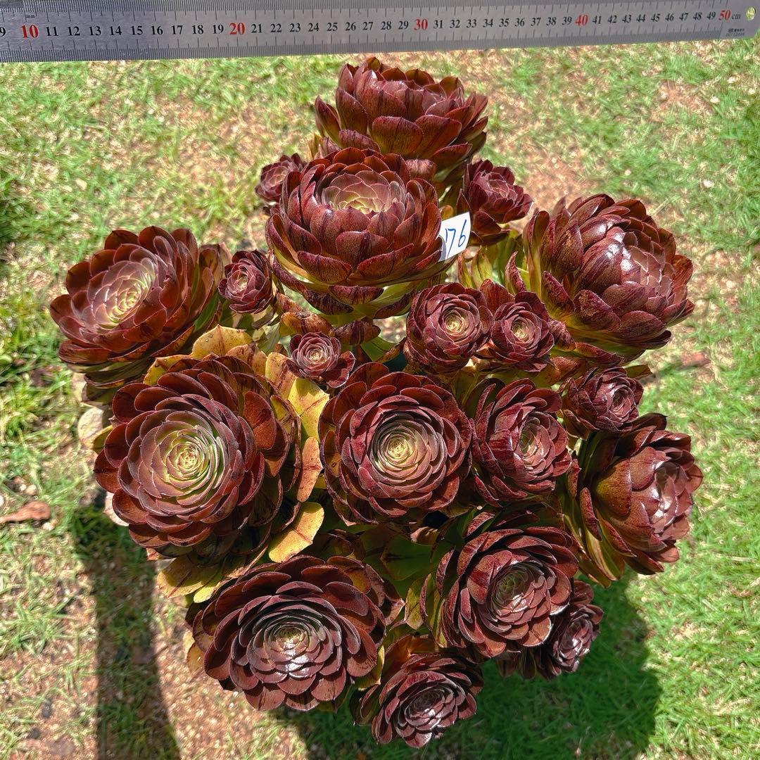 76#アエオニウム錦❤️ハロウィンブラック糸引き锦❤️12大頭10小頭36cm钵土付