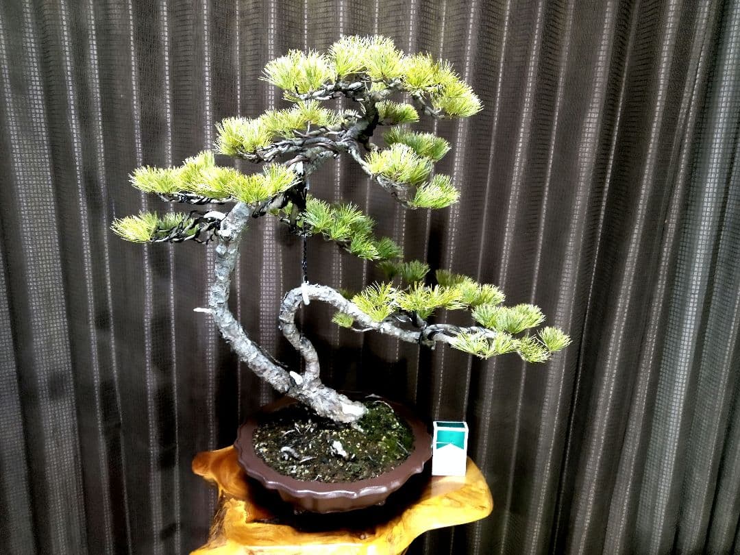 【樹高57㎝ 五葉松盆栽】　　　　⭕展示会用…(11枚目)❗