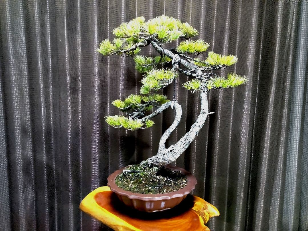 【樹高57㎝ 五葉松盆栽】　　　　⭕展示会用…(11枚目)❗