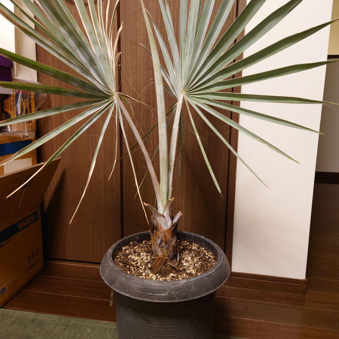 ビスマルキア　ノビリス　シルバー