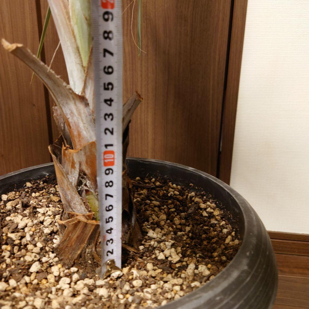 ビスマルキア　ノビリス　シルバー