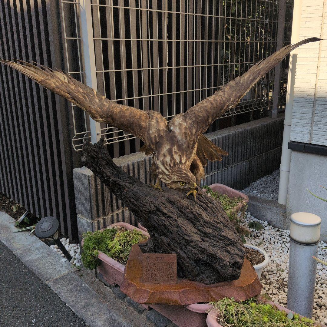 鷹の剝製