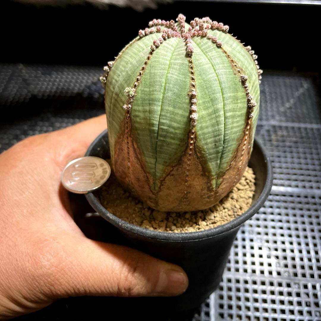 特大株　オベサ 木質化　ユーフォルビア　サボテン　多肉植物