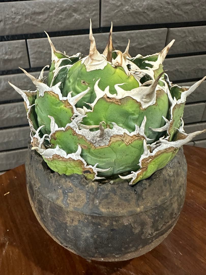 アガベ 白鯨 チタノタ 親株 特大