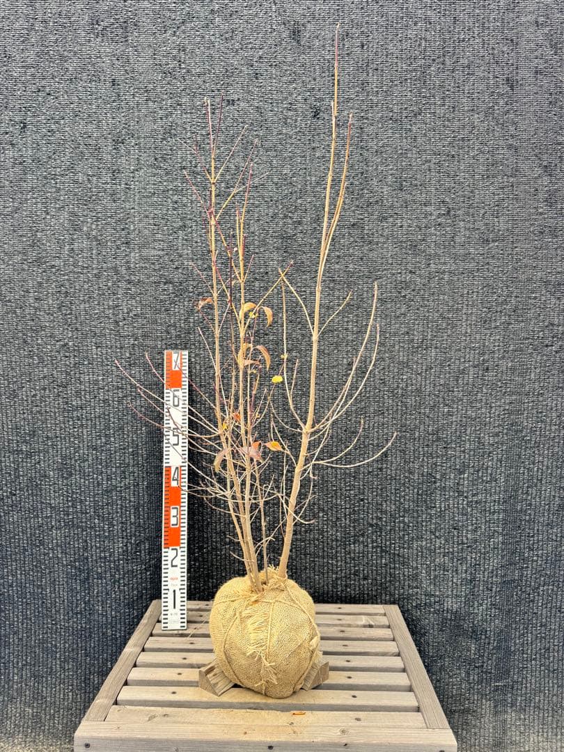 ヤマボウシ　株立ち　【品番3493】