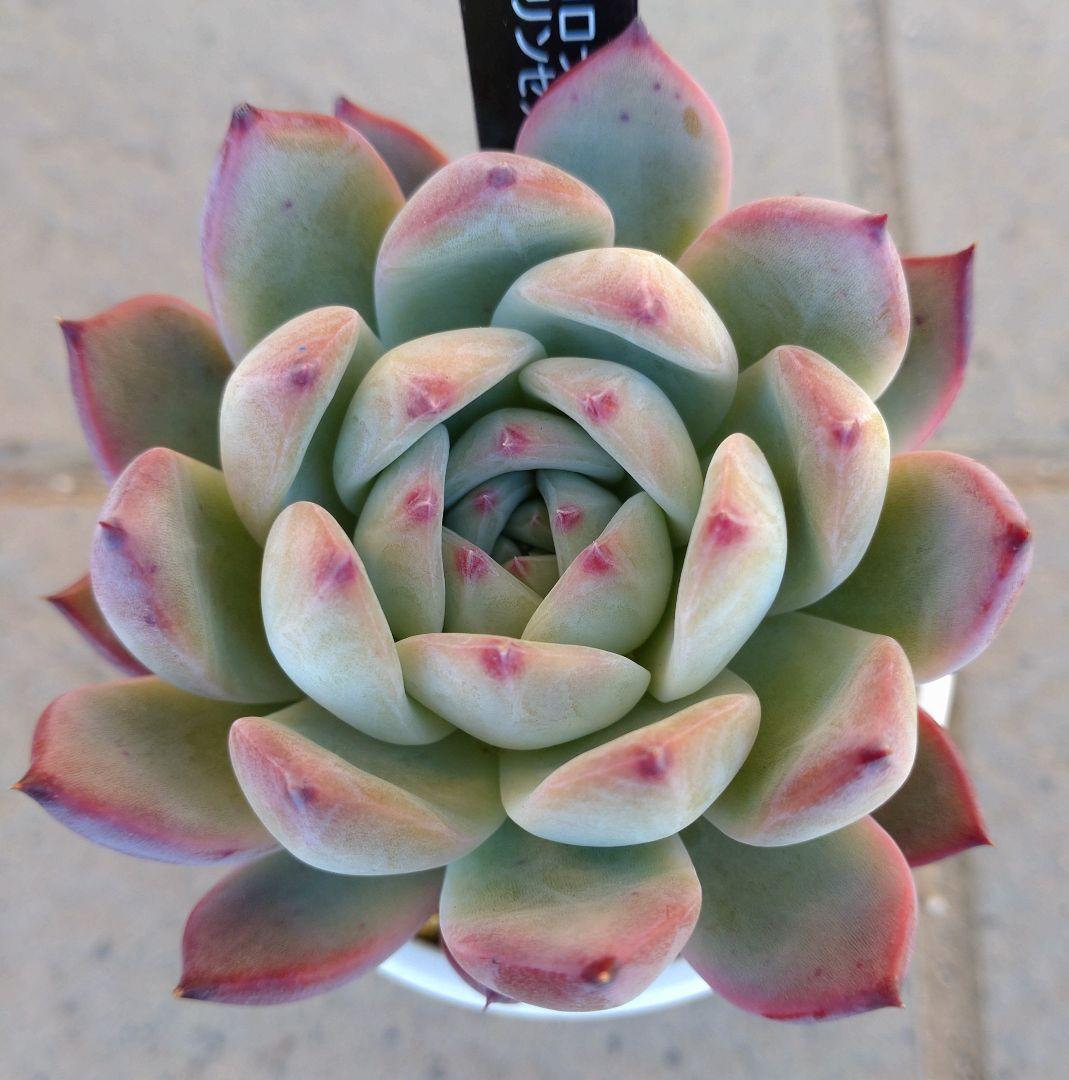 【N-多肉♡】宮田コロラータ×中里リンゼアナ　札付き　メルカリ便