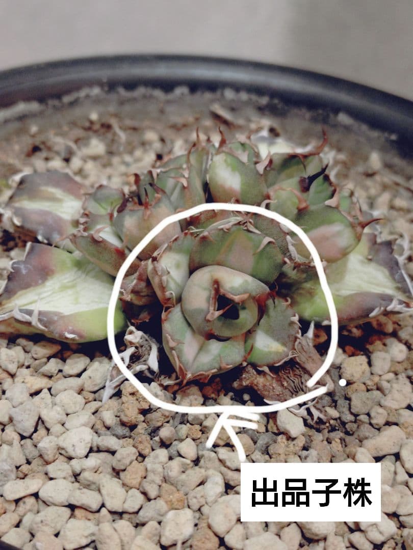 ぶんぶく茶釜　姫厳竜錦　白中斑　姫厳龍　子株✕2株