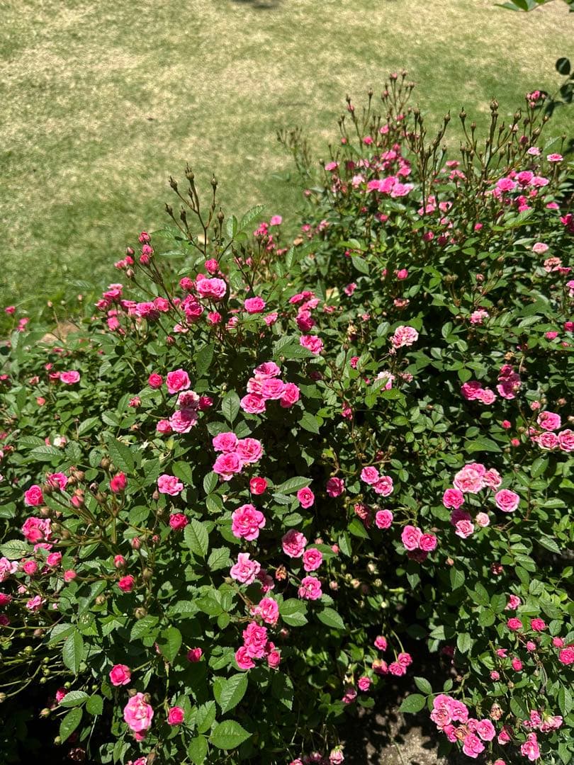 ラリーさま 専用