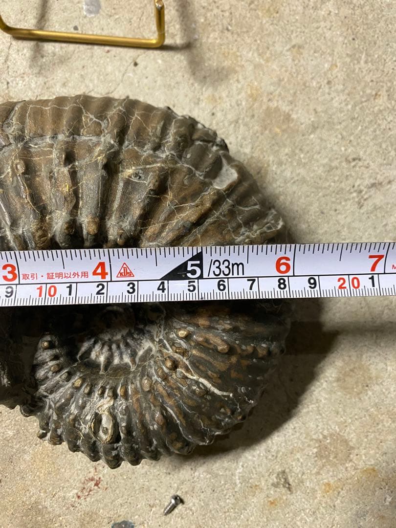 アンモナイト化石 約16cm