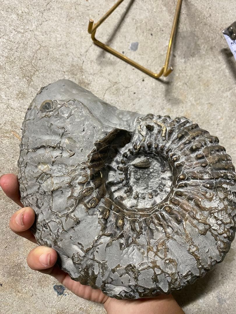 アンモナイト化石 約16cm