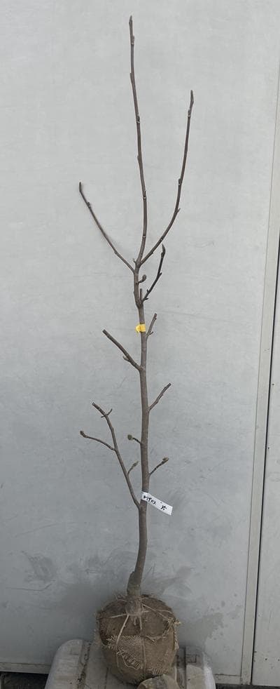 《現品》モクレン　エリザベス　樹高1.4ｍ（根鉢含まず）35【黄花/苗木】