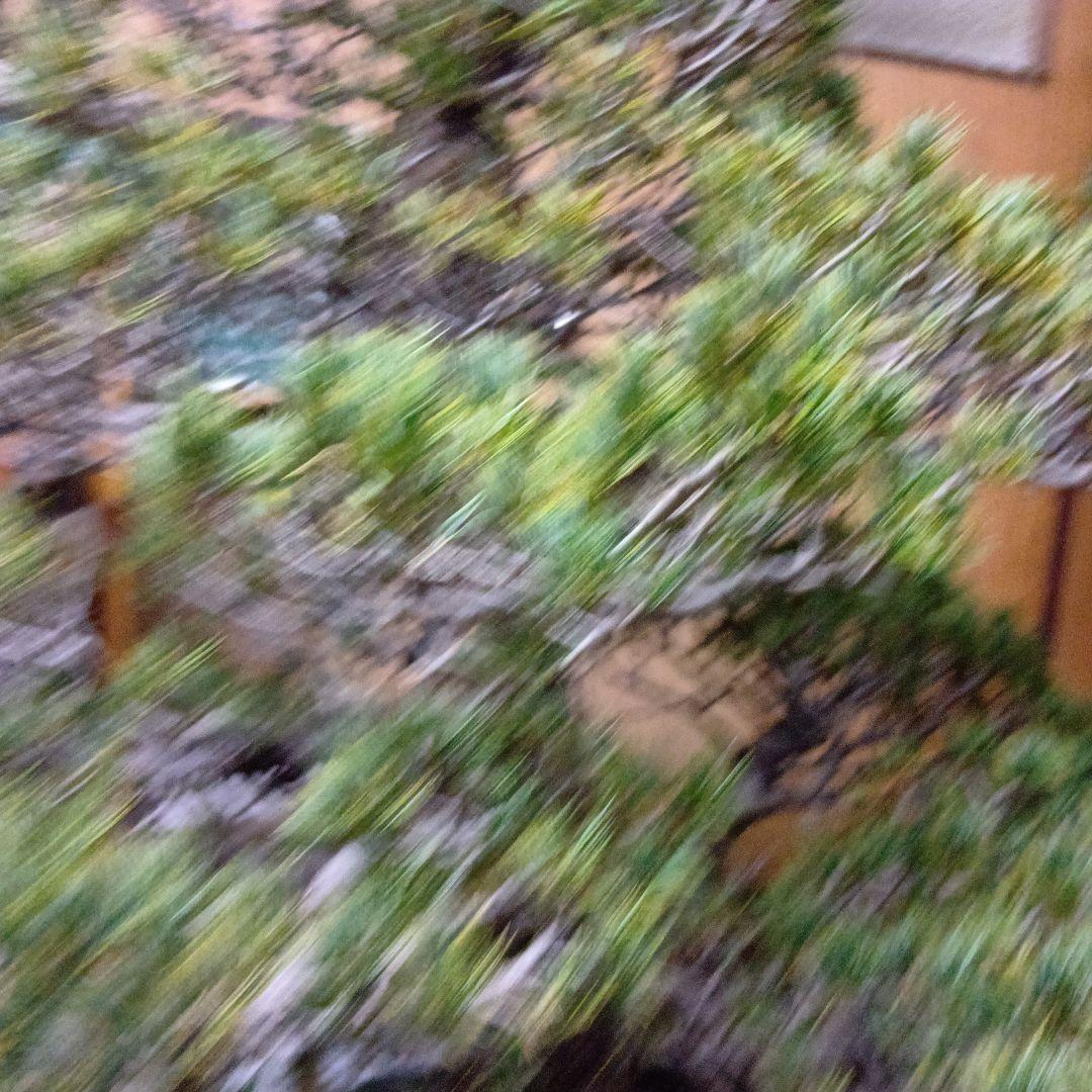 瑞祥か九重松（幹根元直径約15センチ）盆栽持ち込み古い