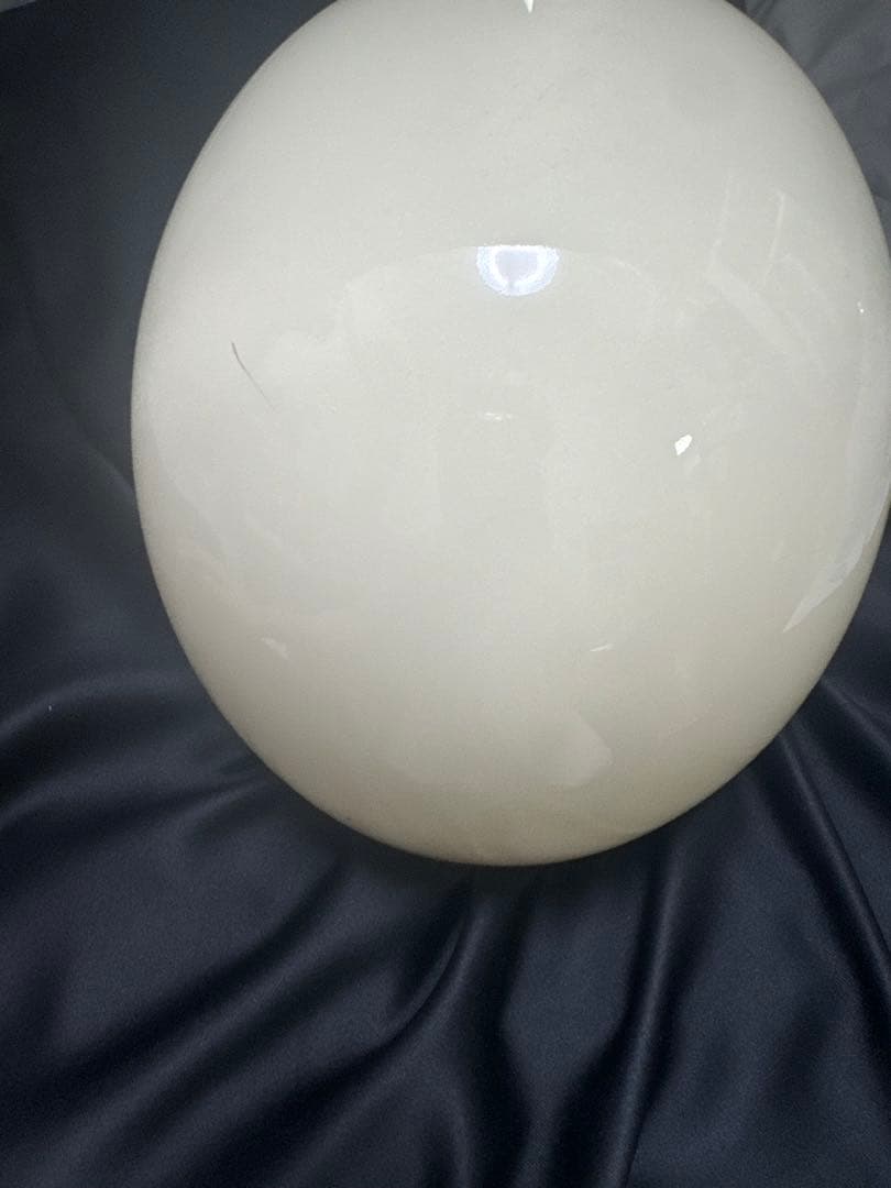 オーシャンビートル