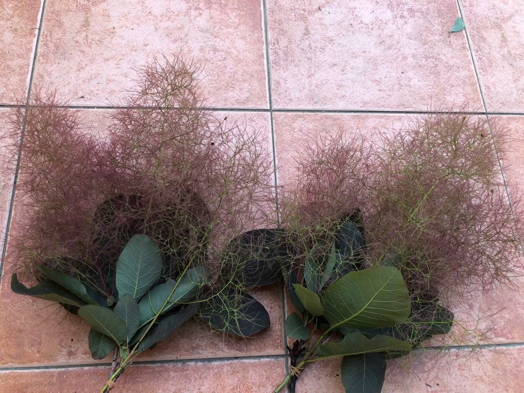 ドライフラワー　スモークツリー