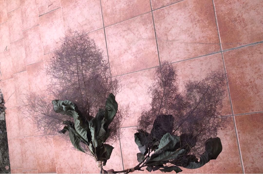 ドライフラワー　スモークツリー