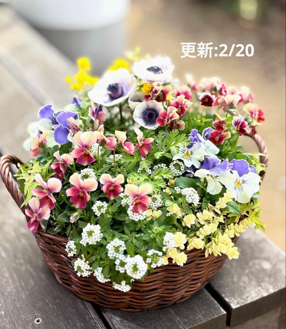 華やかエボルべの籠庭 寄せ植え