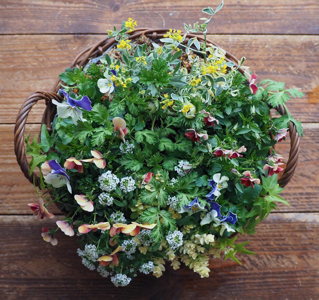 華やかエボルべの籠庭 寄せ植え