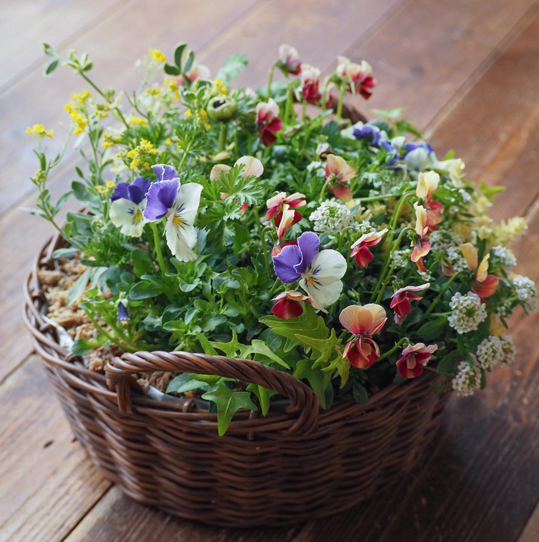 華やかエボルべの籠庭 寄せ植え