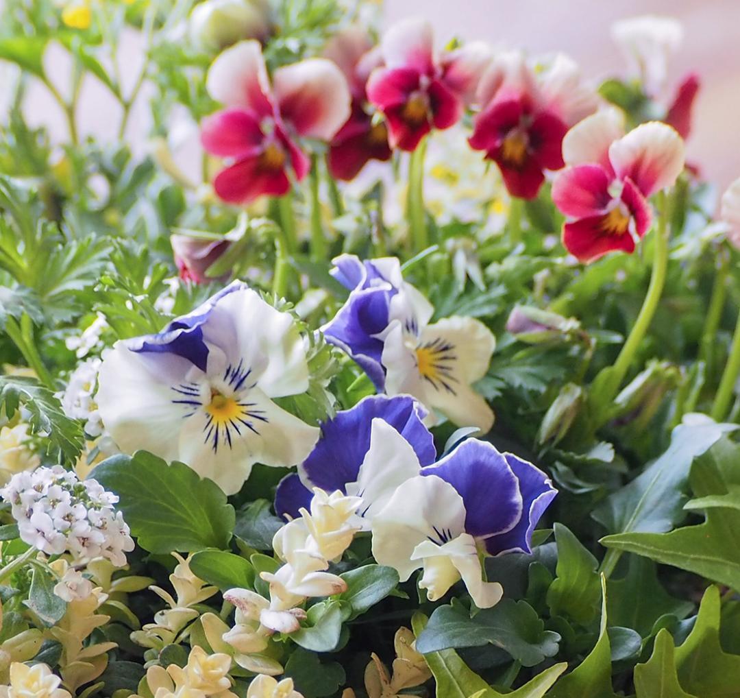 華やかエボルべの籠庭 寄せ植え