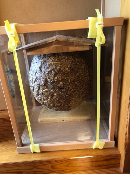 天然スズメバチの巣