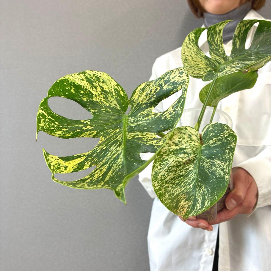 超超絶希少❗️モンステラ　デリシオーサ　サイアムミント　\"Siam mint\"✨