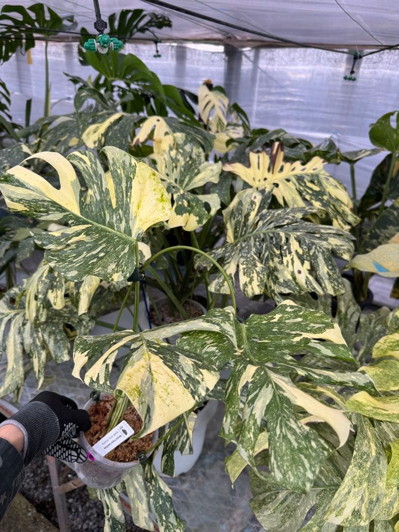 5モンステラ　クリームブリュレ　タイコンステレーション　健康美斑入りカット苗