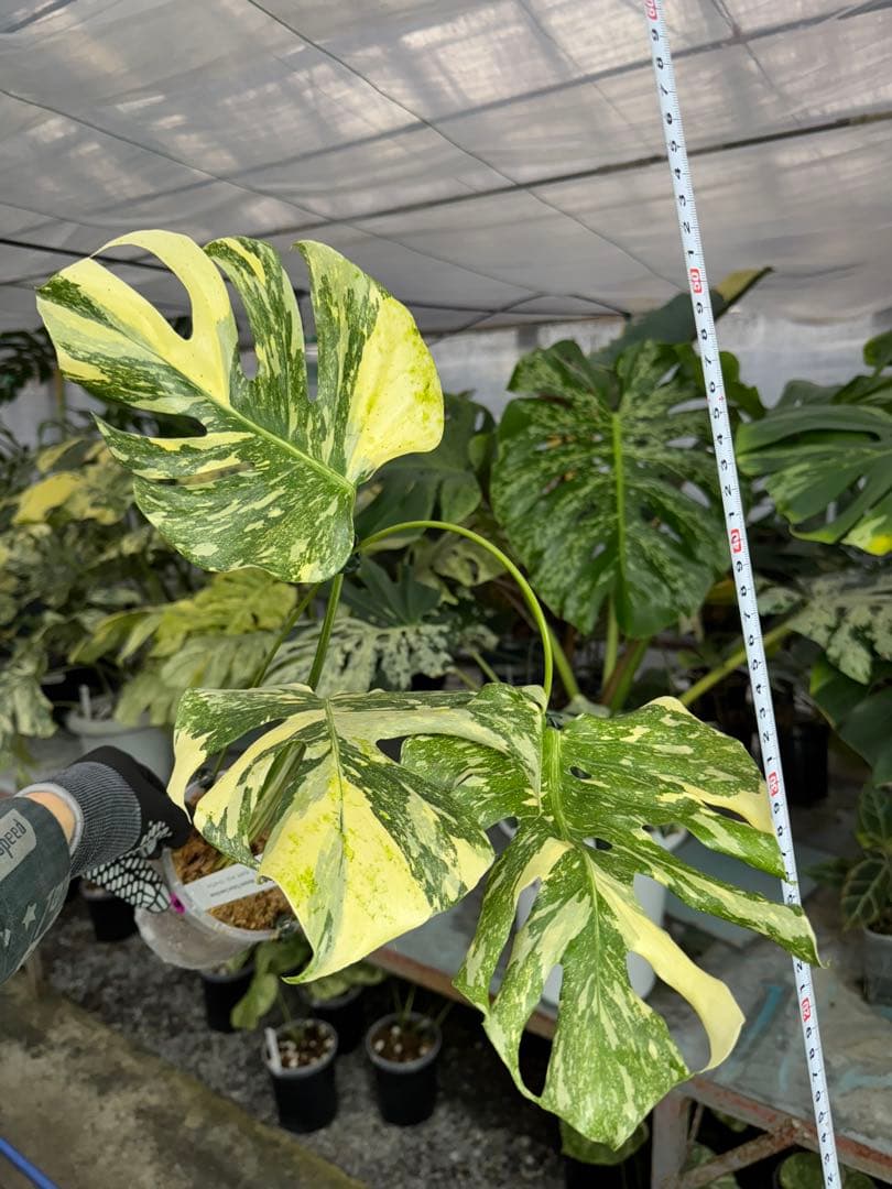 5モンステラ　クリームブリュレ　タイコンステレーション　健康美斑入りカット苗