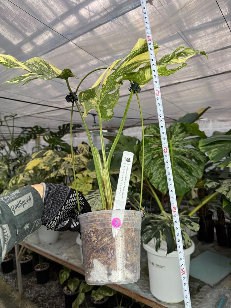 5モンステラ　クリームブリュレ　タイコンステレーション　健康美斑入りカット苗