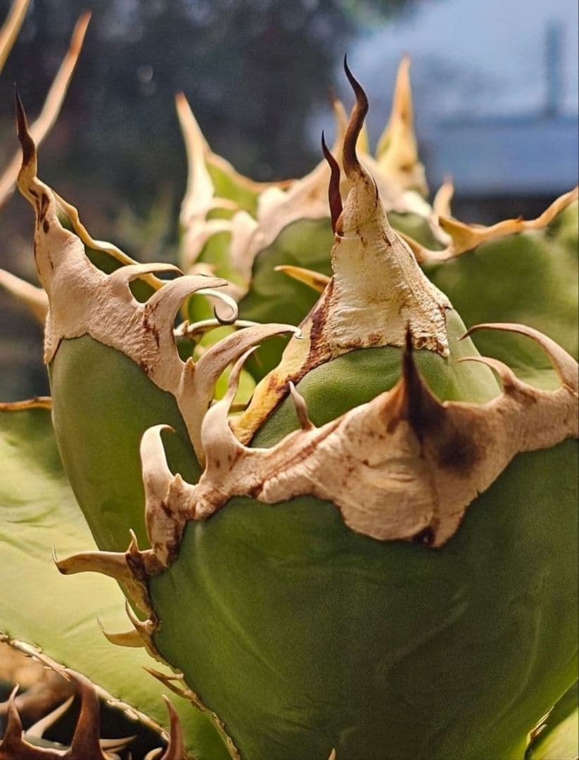 【選抜実生】 オテロイ　子株(とんでもないポテンシャルです)