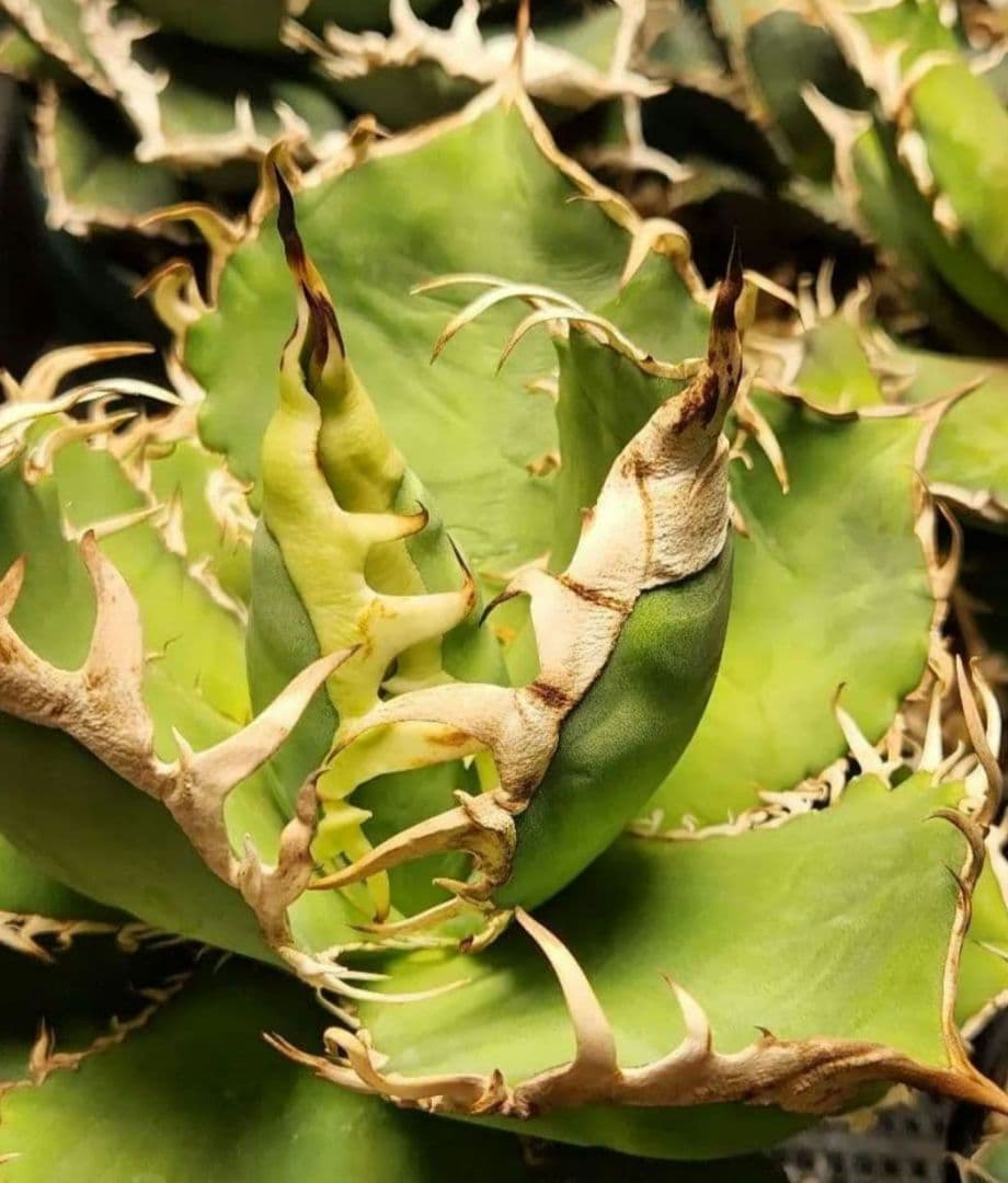 【選抜実生】 オテロイ　子株(とんでもないポテンシャルです)