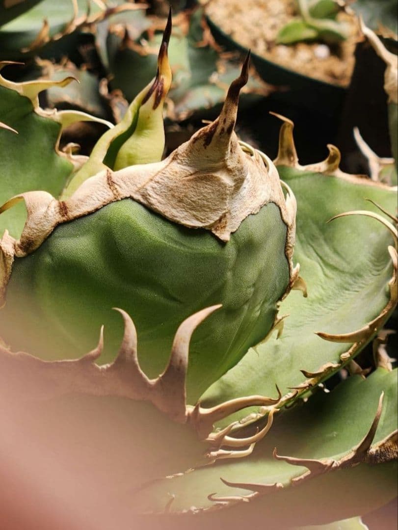 【選抜実生】 オテロイ　子株(とんでもないポテンシャルです)