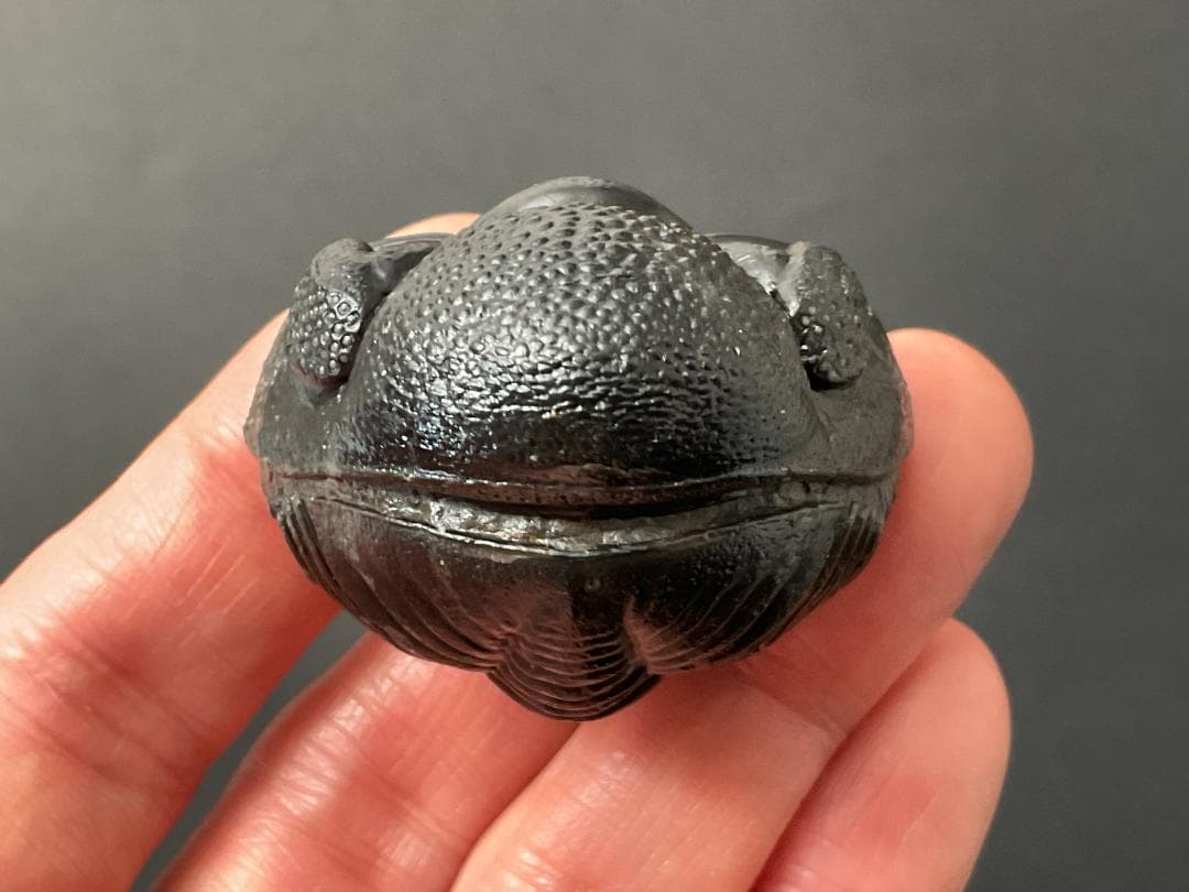 ペディノパリオプス 化石 [PH100] 三葉虫 ファコプス