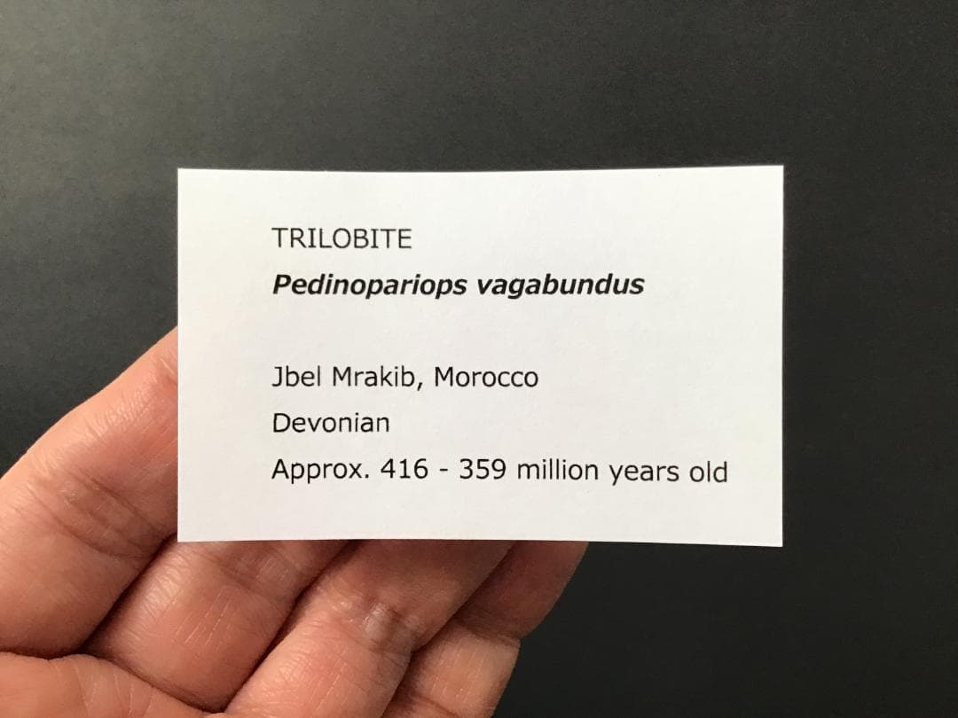 ペディノパリオプス 化石 [PH100] 三葉虫 ファコプス