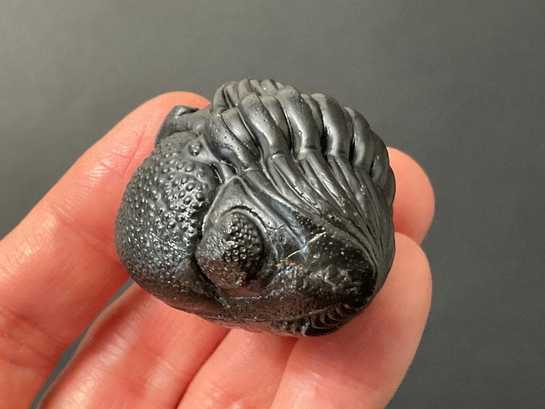 ペディノパリオプス 化石 [PH100] 三葉虫 ファコプス