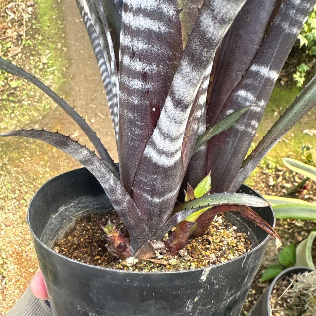 ビルベルギア　ダースベイダー　特大株