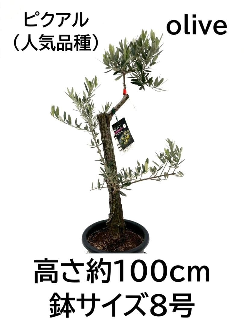 オリーブの木　古木　ピクアル　8号　約100cm　NO.827　人気　現品掲載