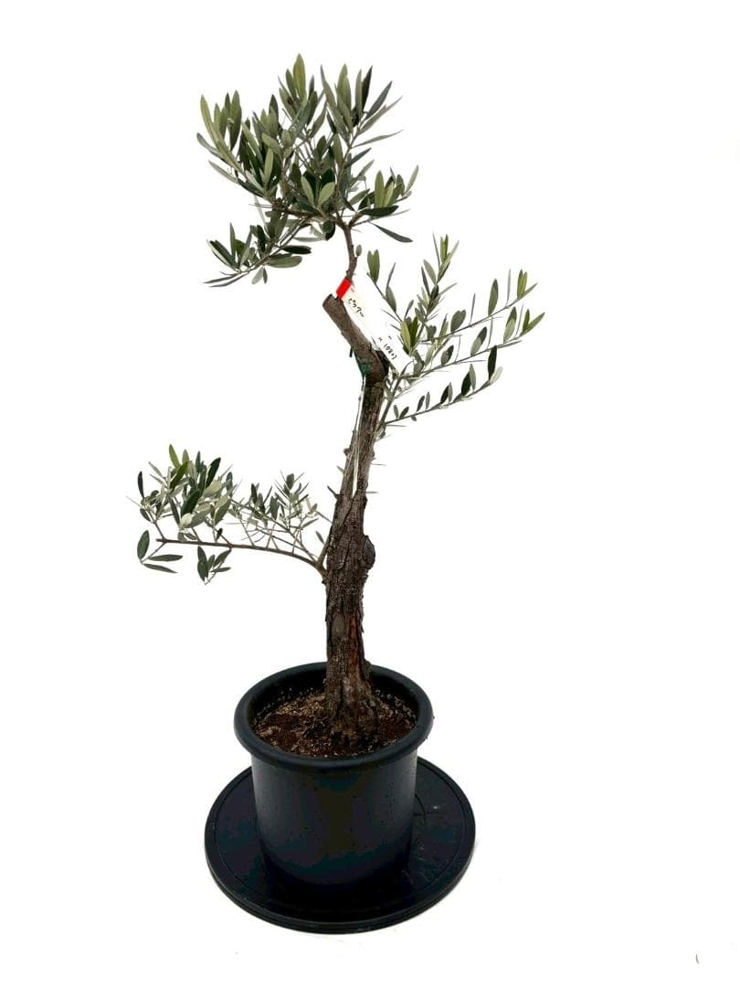 オリーブの木　古木　ピクアル　8号　約100cm　NO.827　人気　現品掲載